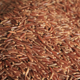 Ryža červená Ermes