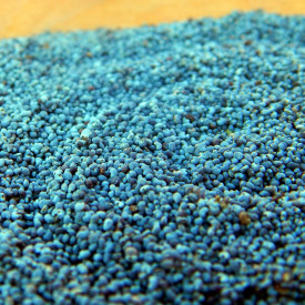 Mak modrý Mak modrý